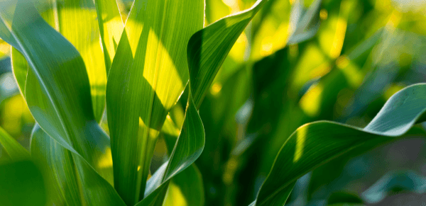 Роль елементів у живленні кукурудзи