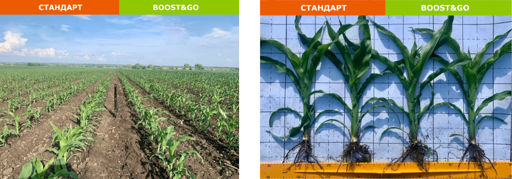 Огляд посівів кукурудзи Boost&Go у Київській області
