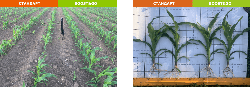 Огляд посівів кукурудзи Boost&Go у Черкаській області