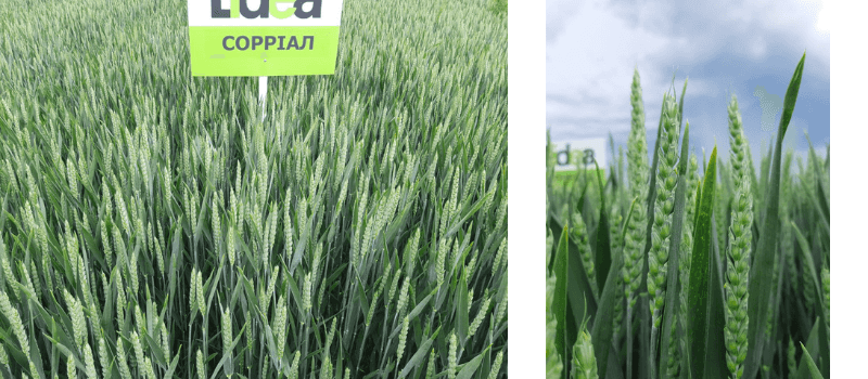 Сорт озимої пшениці Сорріал на полях України