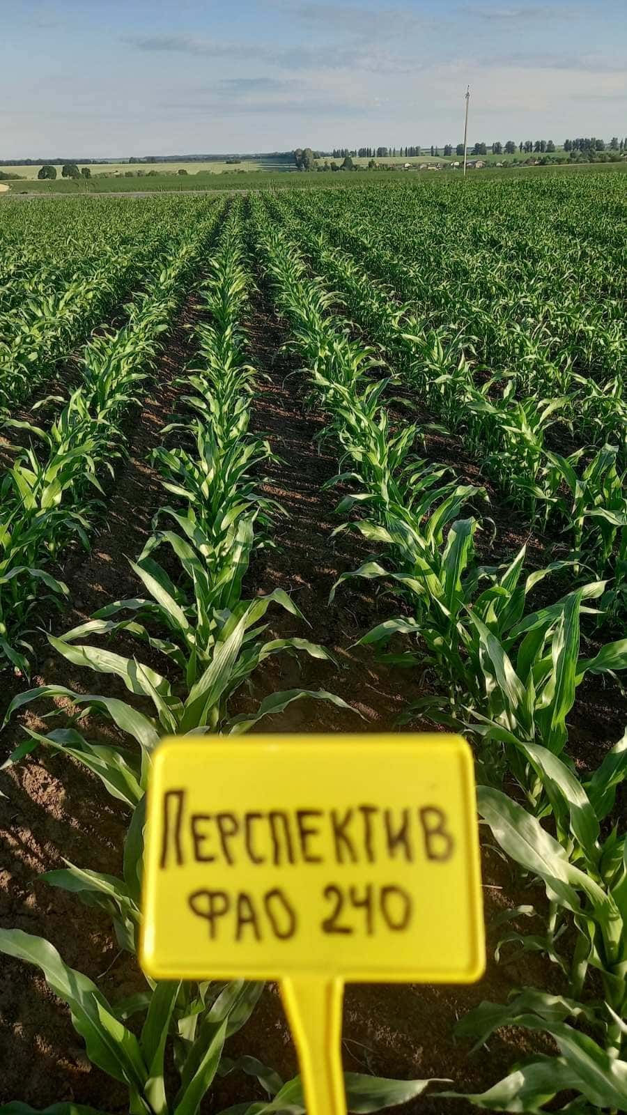 Гібрид кукурудзи ЕС Перспектив в ТОВ АФ «Подільська Зернова Компанія» у Хмельницькій області