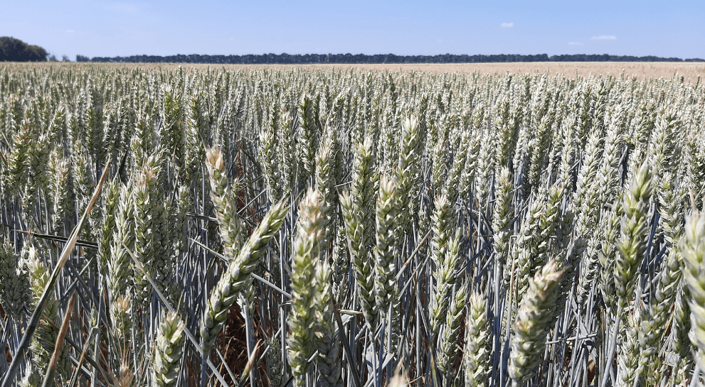 Оцінка біологічної врожайності сорту озимої пшениці Сорріал