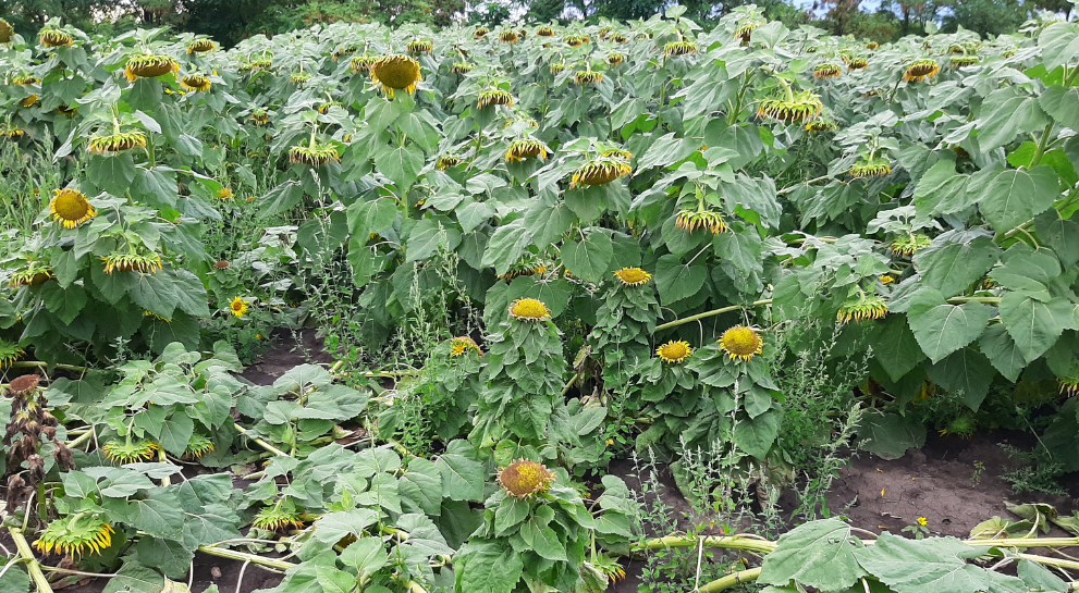 Як захистити посіви соняшнику від зараження мільдью?