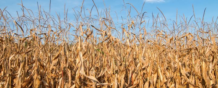 Визначення вологості гібридів кукурудзи на ДЕМО