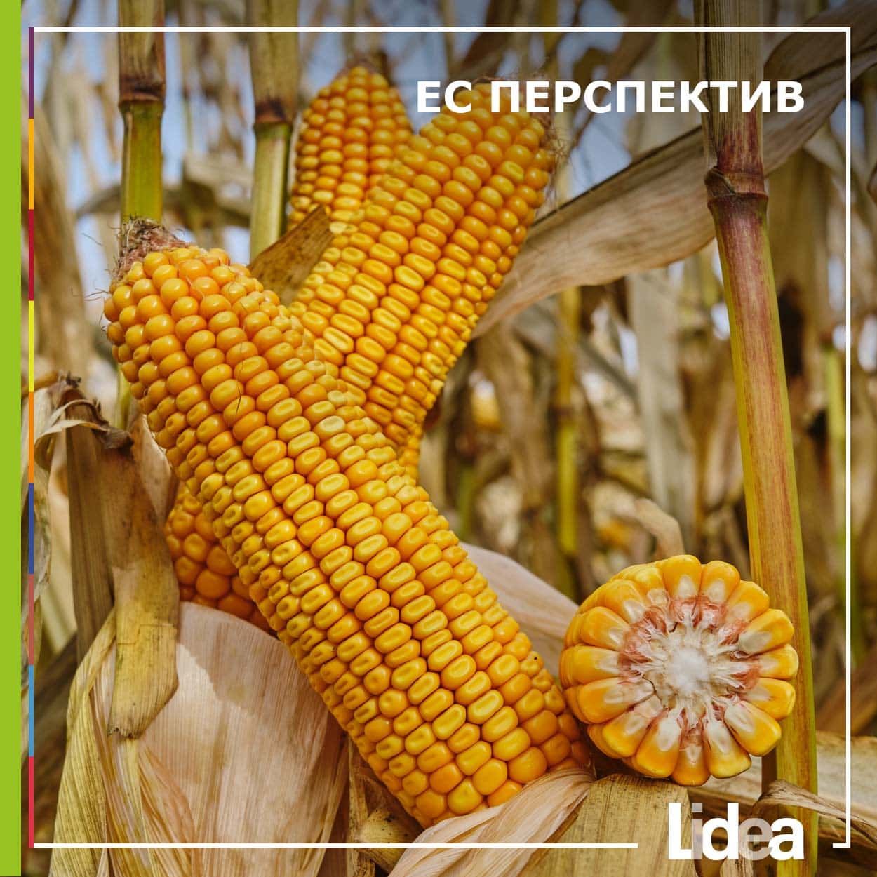 Гібрид кукурудзи Lidea ЕС Перспектив з ФАО 240