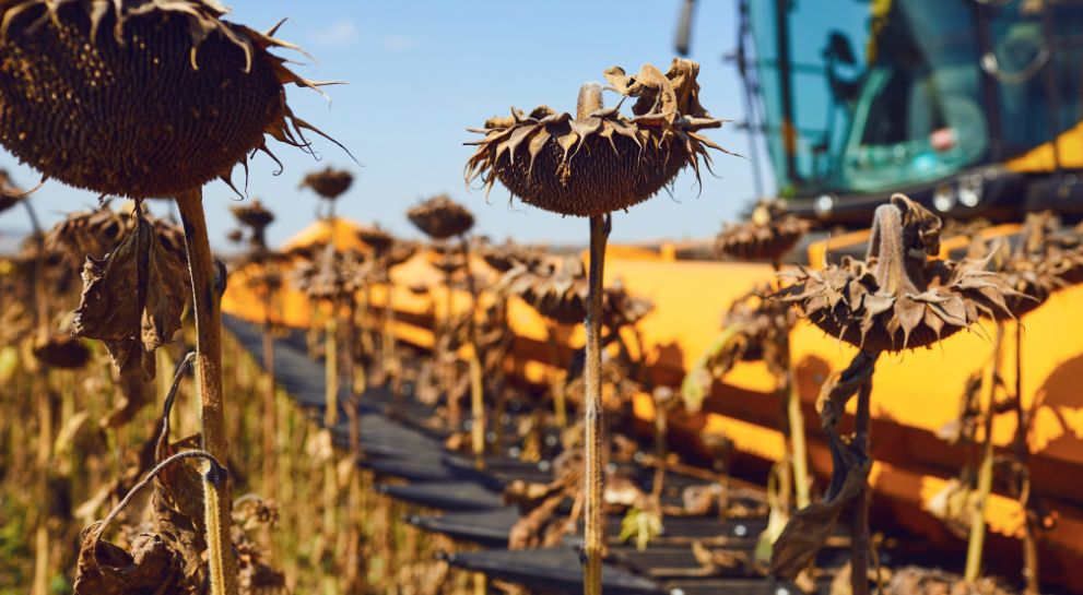 Результати врожайності соняшнику Lidea в Південному регіоні