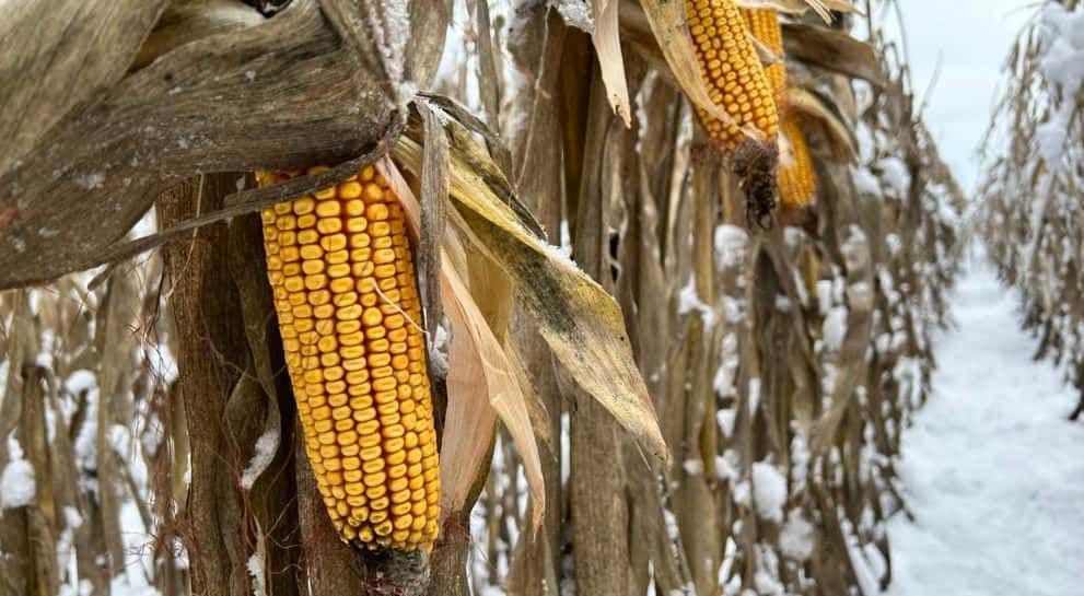 Перестій кукурудзи: стан на полях і практичні рекомендації