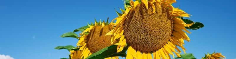 Чи варто вирощувати високоолеїновий соняшник у сезоні 2023?