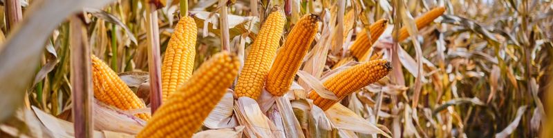 У чому ж переваги гібридів кукурудзи групи MG2?