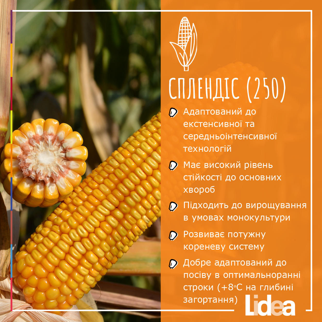 Продуктивний за екстенсивної та середньоінтенсивної технологій, гібрид кукурудзи на зерно.  Розвиває потужну кореневу систему  Має високий рівень стійкості до основних хвороб  Підходить до вирощування в умовах монокультури