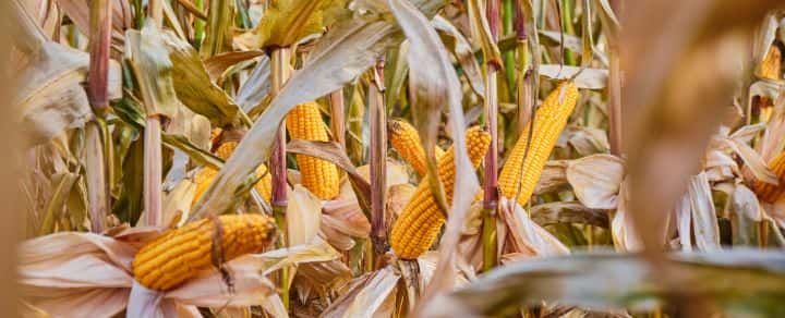 Чи плануєте висівати гібриди кукурудзи з високим ФАО? Погода сприяє…