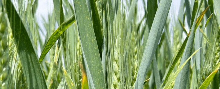 Огляд стану посівів озимої пшениці