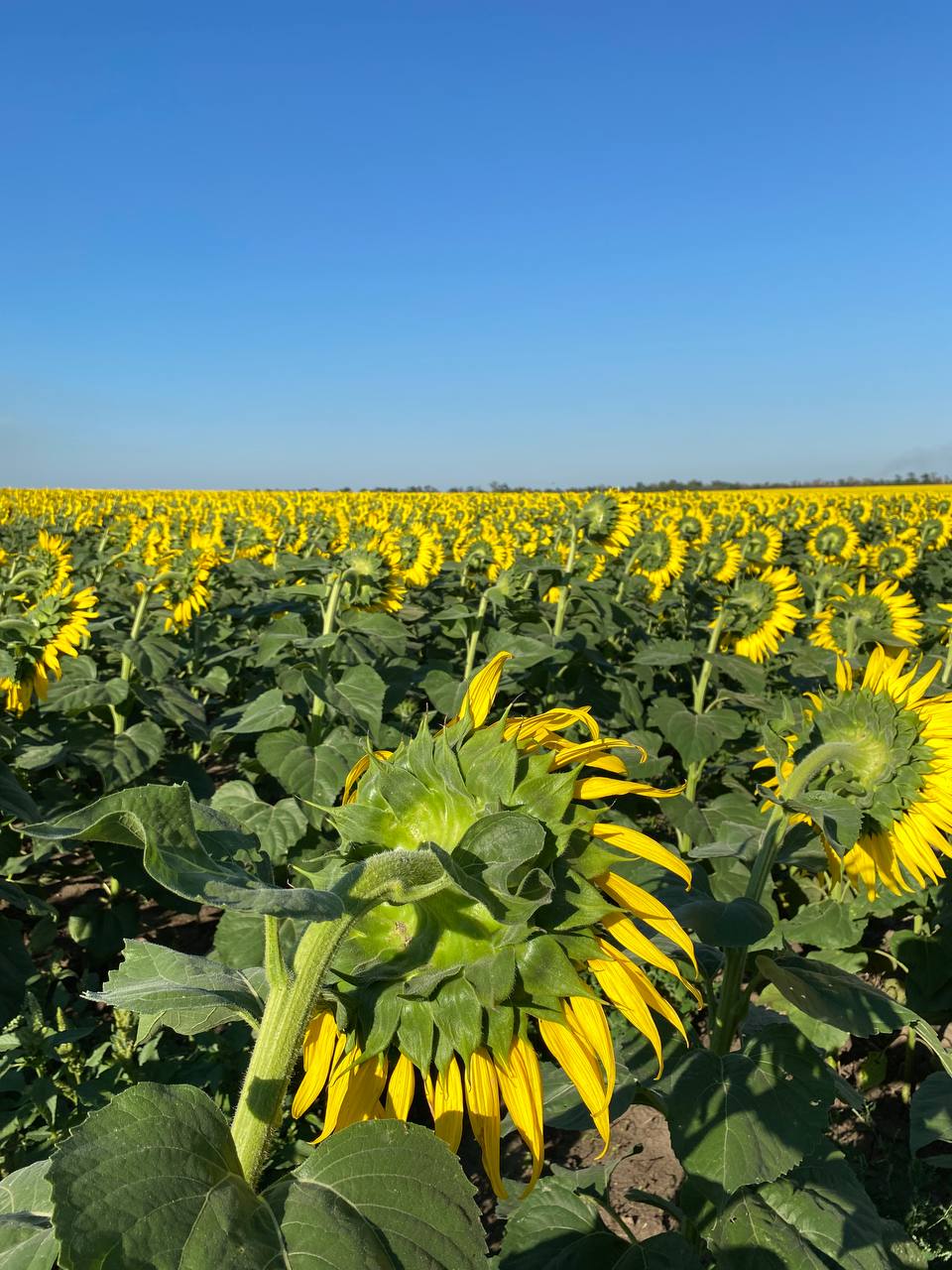 Гуманітарне насіння соняшнику Lidea формує майбутній врожай на полях Херсонщини