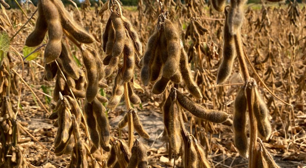 Врожайність не ГМО сортів сої Lidea в умовах Західного регіону
