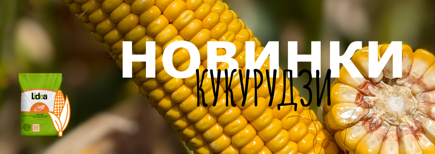 Нові гібриди кукурудзи