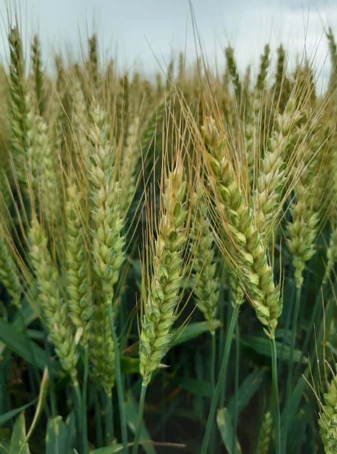 Порно куннилингус хозяйка сидит бетке сидиу