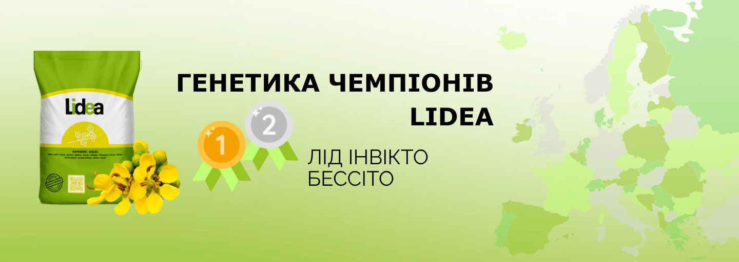 Досягнення гібридів ріпаку Lidea в Європі