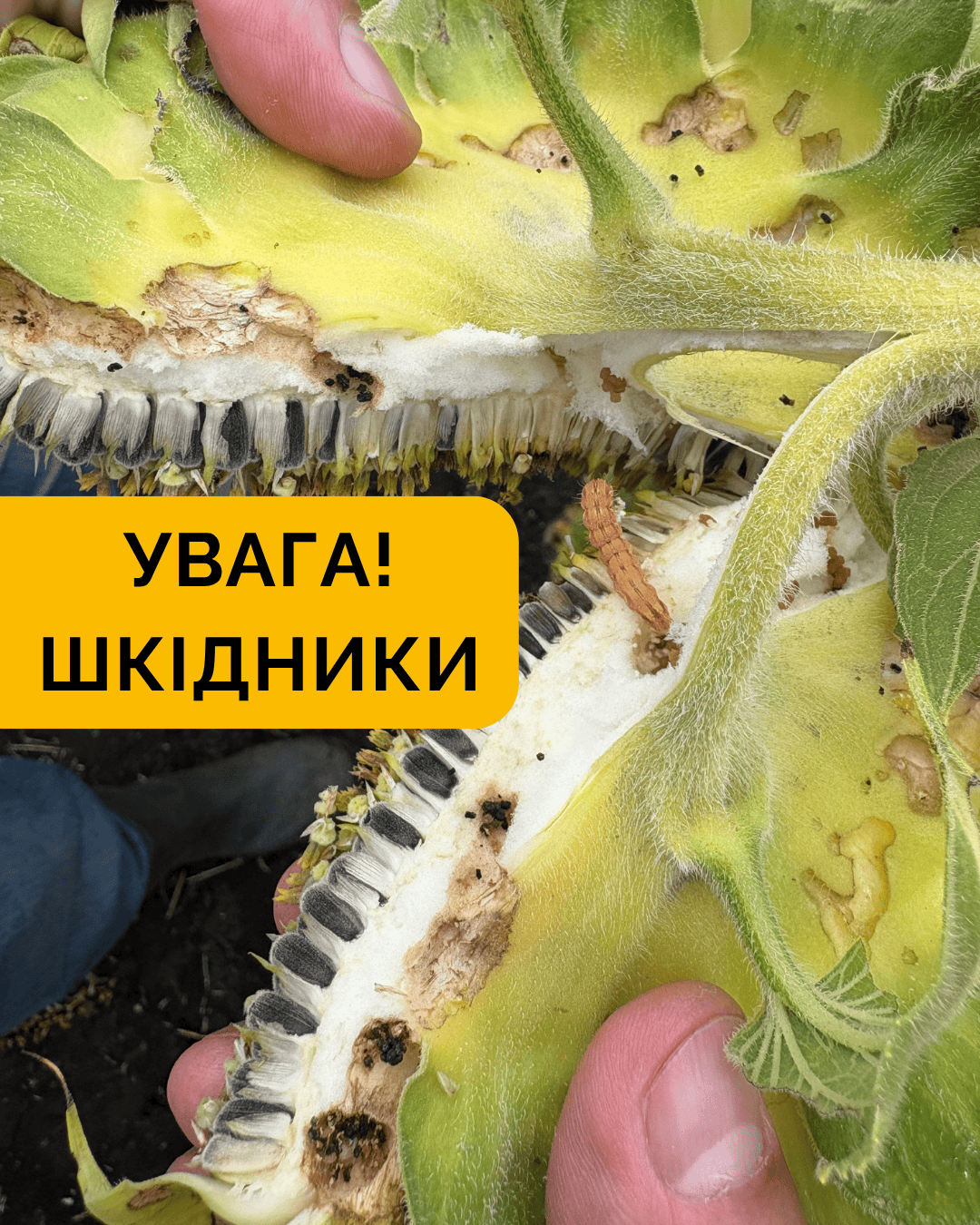 Увага! Шкідники на соняшнику — час діяти! 