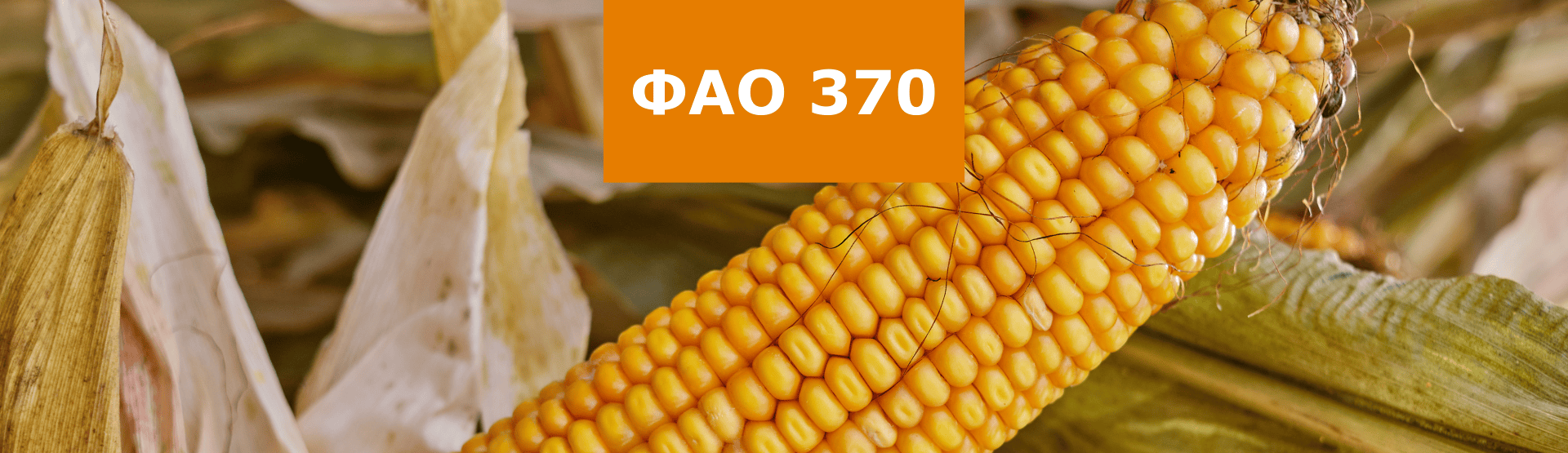 Гібрид кукурудзи ЛІД4409Ц