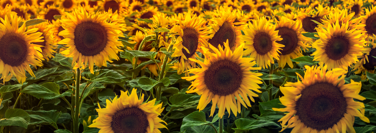 СПЕЦІАЛЬНА ПРОПОЗИЦІЯ НА ПРИДБАННЯ ГІБРИДІВ СОНЯШНИКУ ЕС БЕЛФІС ТА ЕС ОАЗИС КЛП