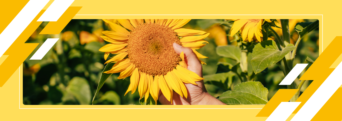 Кращі гібриди соняшнику від Лідеа