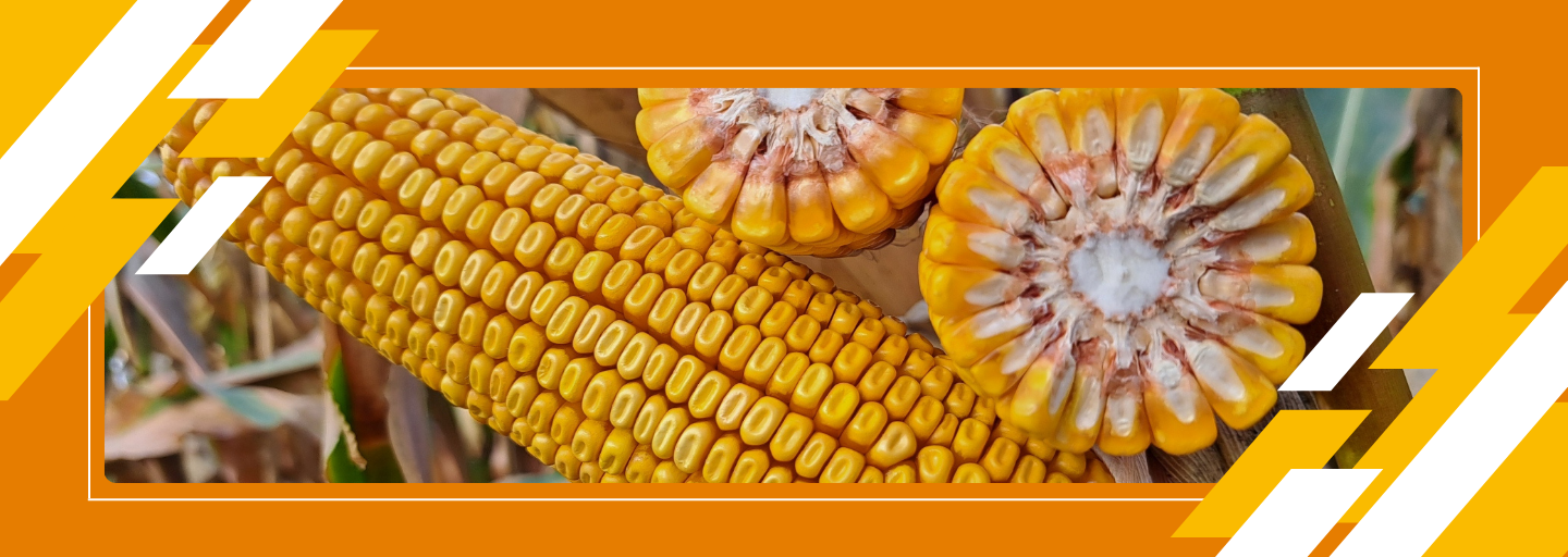 Кращі гібриди кукурудзи від Лідеа